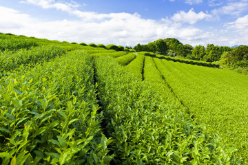 чайная плантация, поле, зелень, лето, деревья, небо, отличное качество съемки, природа, tea plantation, field, greens, summer, trees, sky, shooting great quality, nature