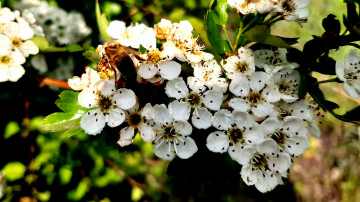 ветка цветущего боярышника с пчелой 4к обои 3840х2160 макро весна