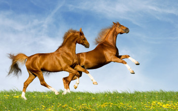 лошади, бегут трусцой, оторвались от земли, весна, голубое небо, зеленая трава, желтые одуванчики