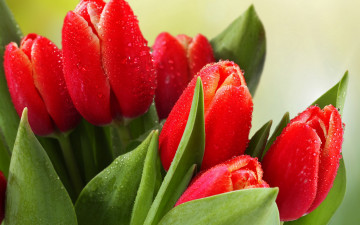 red tulips, spring flowers, bouquet, drops, leaves, 4K wallpaper, красные тюльпаны, весенние цветы, букет, капли, листья, 4К обои