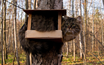огромный пушистый кот в кормушке на дереве, дерево, берёза, смешные пушистики