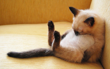 Фото бесплатно сиамский кот, диван, смешной кот, чёрные ушки, домашние любимцы