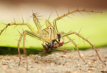 Фото бесплатно беспозвоночный, волчий паук, насекомое, макро