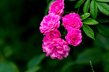 Фото бесплатно цветы, маленькие цветы, цветок, зеленый фон, розовые цветы, 8к обои