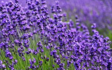 Фото бесплатно цветы, обои, фиолетовое поле, лаванда, полевые цветы, природа, 3840х2400