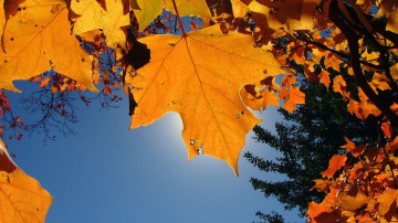 осень, желтые листья клена, синее небо