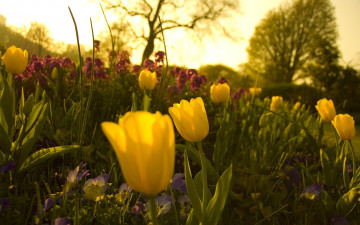 жёлтые тюльпаны, восход солнца, клумба, цветы