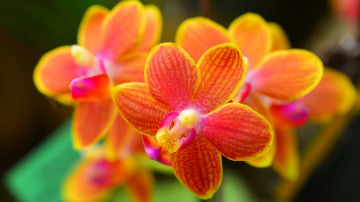 1920х1080 hd full орхидеи красивые цветы
