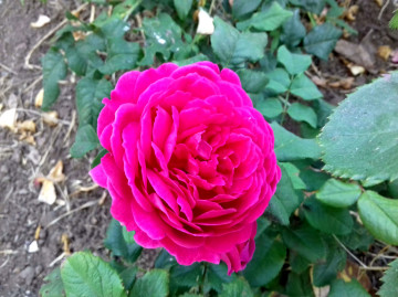 lilac rose, flower, flowerbed, bud, лиловая роза, цветок, клумба, бутон, rose lilas, fleur, parterre de fleurs, bourgeon