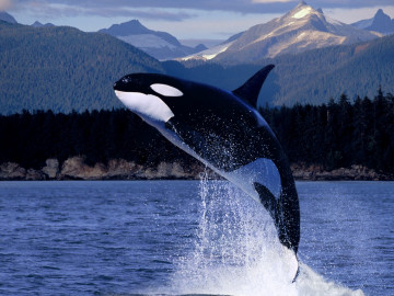 дельфин прыгающий, море, горы, лес, водный мир,  dolphin jump, sea, mountains, forest, water world