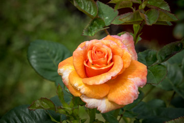 Фото бесплатно роза, бутон розы, цветок