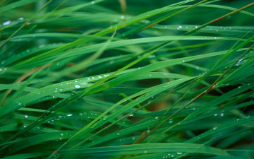 зеленая трава, дождь, капли, природа, прекрасные обои на рабочий стол, Green grass, rain, drops, nature, beautiful wallpapers