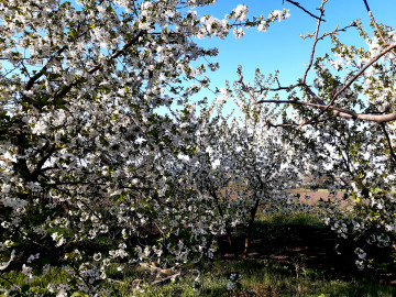 цветущие вишни, весна, май, деревья, сад, природа, цветы, растения