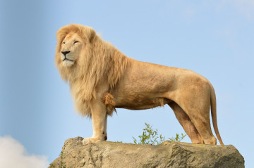 Фото бесплатно хищник, большие кошки, лев, царь зверей, дикие животные