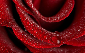 красная роза, роса, цветок, макро, red rose, dew, flower, macro