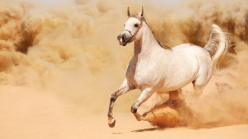 8К обои, 7680х4320, белый конь бежит трусцой, конь, животное, песок