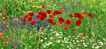 quit hd wallpaper, красные маки, полевые цветы, луг, природа, красивые обои для iPhone