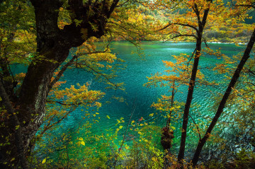 деревья, озеро, осень, природа