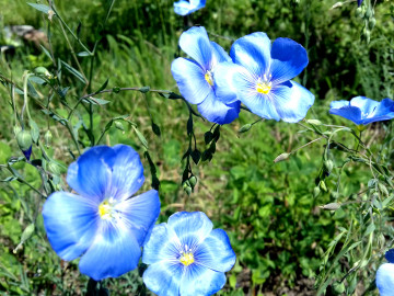 лён, голубые цветочки, растение, лето, природа