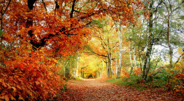 осень, деревья, туннель, листья, красота, autumn, trees, tunnel, leaves, beauty