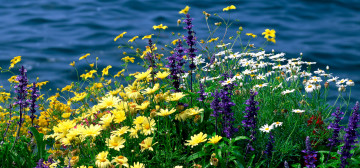 2560x1200, полевые цветы на берегу реки, природа, цветы, обои для iPhone