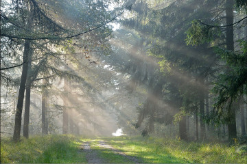 Фото бесплатно деревья, солнечная погода, лес, лучи солнца, лето