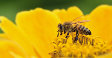Обои на рабочий стол пчела, насекомое, насекомые, природа, цветок, цветущий, макро, крупный план