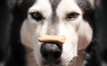 Alaskan Malamute Dog with  biscuit on Nose