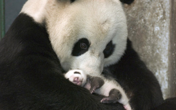 Панда, с детенышем, животные, медведи,  Panda cub, animals, bears