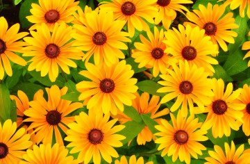 рудбекия, желтые цветы, яркие обои, Rudbeckia, fleurs jaunes, papier peint brillant, rudbeckia, yellow flowers, bright wallpaper