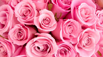 розовые розы, огромный букет, цветы, обои на рабочий стол, pink roses, a huge bouquet, flowers, desktop wallpaper, गुलाबी गुलाब, एक विशाल गुलदस्ता, फूल, डेस्कटॉप वॉलपेपर
