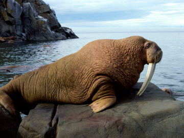 морж на камне, океан, скалы, Тихоокеанский морж, самец, животное, walrus on a rock, ocean, rocks, Pacific walrus, male animal