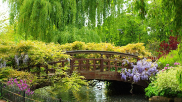 природа, парк, растения, мост, цветы, озеро, ива, ветки, красота, 大自然，公園，植物，橋，鮮花，湖，柳樹，分支機構，美容