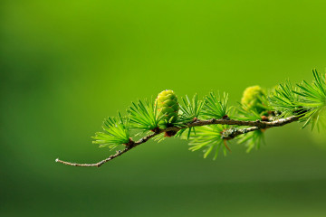 ветка, зелёные шишки, минимализм, макро, зелёный фон, природа