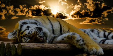 Фото бесплатно закат, дикая природа, тигр спит, огромный дикий кошак