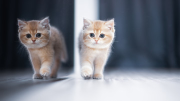 рыжий котенок, отражение в зеркале, 3840х2160 4к обои