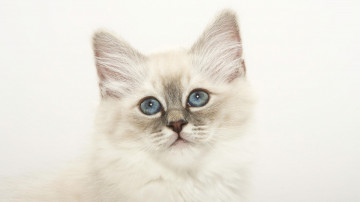 котенок, голубоглазый, домашние животные, kitten, blue-eyed, Pets