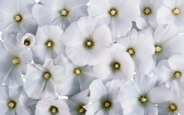 Лаватера белая, цветы, Lavatera white flowers