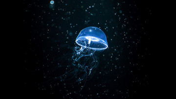 jellyfish dark, минимализм, светящая медуза на черном дне
