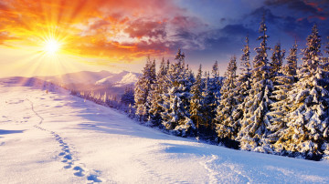 зимний пейзаж, снег, следы, лучи солнца, утро, сосновый лес