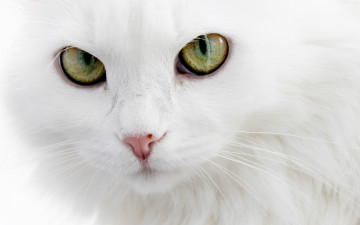 Фото бесплатно обои белая кошка, морда, величественная, зелёные глаза