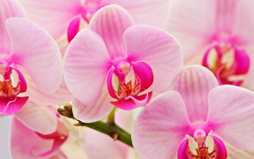 розовые орхидеи, цветы, очень яркие, красивые обои на рабочий стол, Pink orchids, flowers, very bright, beautiful wallpapers