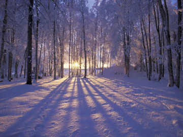 зимний пейзаж, снег, лес, рассвет, лучи солнца пробиваются сквозь деревья, обои, Winter landscape, snow, forest, dawn, the rays of the sun make their way through trees, wallpaper
