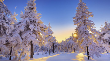 зимний пейзаж, снег, елки в снегу, утро, лучи солнца, красивые обои, Winter landscape, snow, christmas trees in the snow, morning, sun rays, beautiful wallpaper