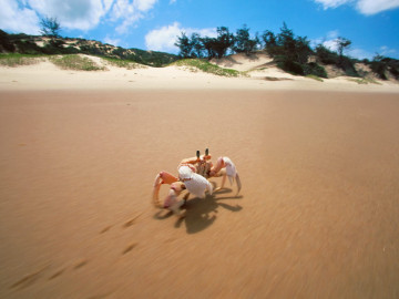 краб, клешни, песок, пляж, лето, море, crab claws, sand, beach, summer, sea