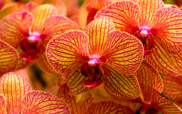 Фаленопсис, Phalaenopsis, спаржецветные, орхидеи, цветы, желто-красные