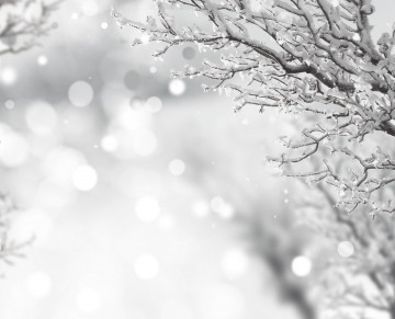 Фото бесплатно фотография, замораживание, дерево, макро, зима