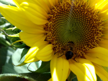 макро, цветок, подсолнух, пчела, лепестки, лето, 4К обои, 3260х2440, macro, flower, sunflower, bee, petals, summer