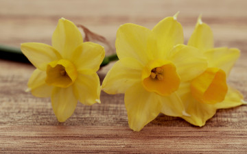 Фото бесплатно желтые нарциссы, обои желтые лепестки, цветы