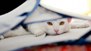 кошка под одеялом, белая, игривая, морда, домашние животные, 4К обои, cat under the covers, white, playful, muzzle, pets, 4K wallpaper